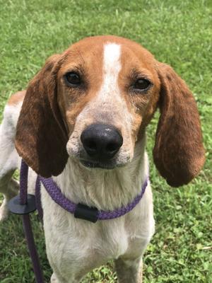 Sadie, Hound, adult, available for adoption