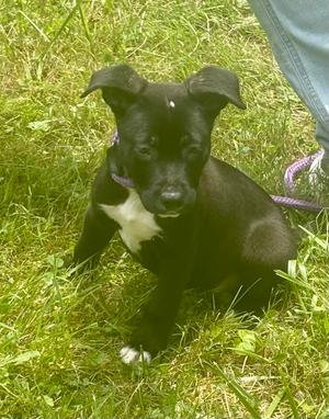 Colby, American Pit Bull Terrier, puppy, available for adoption