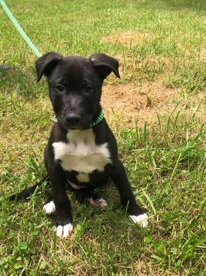 Hallomi, American Pit Bull Terrier, puppy, available for adoption
