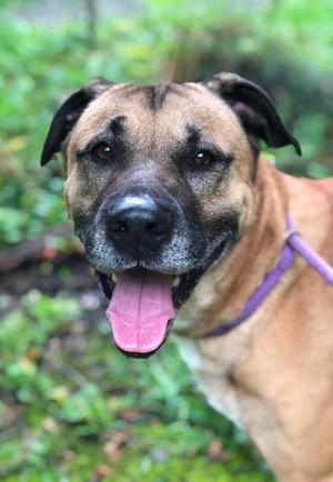 Ducky, Anatolian Shepherd, adult, available for adoption