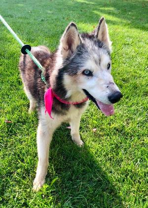 Kira: Bonded with Lucy, Husky, senior, available for adoption