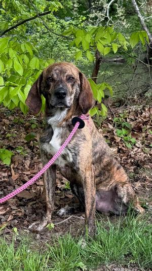Buddy Brown, Hound, adult, available for adoption