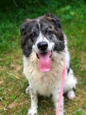 Kodiak, Great Pyrenees, adult, available for adoption