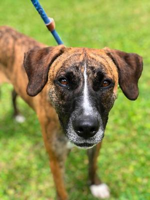 Jelly, Hound, adult, available for adoption