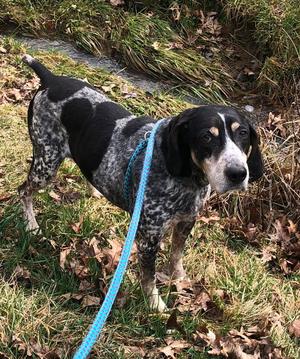 Birdie, Hound, available for adoption