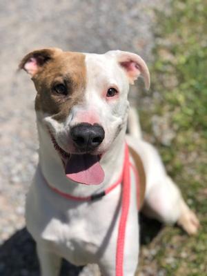 B, Pit Bull Terrier, adult, available for adoption