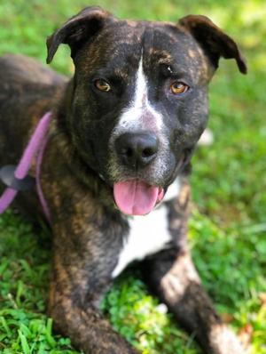 Russet, Boxer, adult, available for adoption