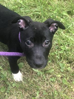 Brie, American Pit Bull Terrier, puppy, available for adoption