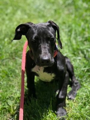 Junie, Great Dane / Mountain Cur, young, available for adoption