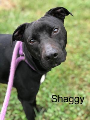 Shaggy, Terrier / Hound, adult, available for adoption