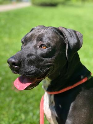 Caleesi, Mountain Cur, adult, available for adoption