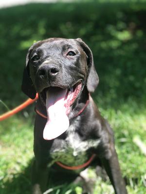 Finn, Great Dane / Mountain Cur, young, available for adoption