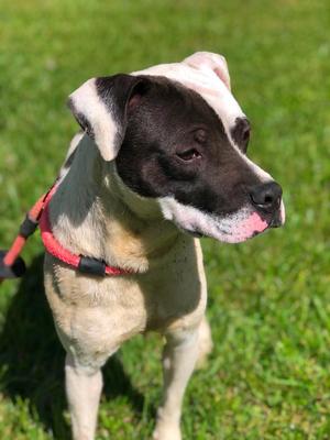 Bandit, American Pit Bull Terrier, adult, available for adoption
