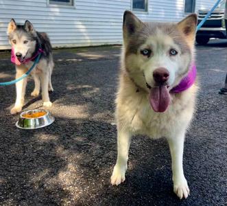 Lucy: Bonded with Kira, Husky, senior, available for adoption