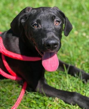 Anakin, Great Dane / Mountain Cur, young, available for adoption