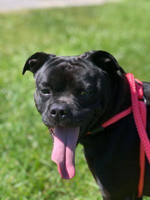 Gatsby, Beagle / Pug, adult, available for adoption