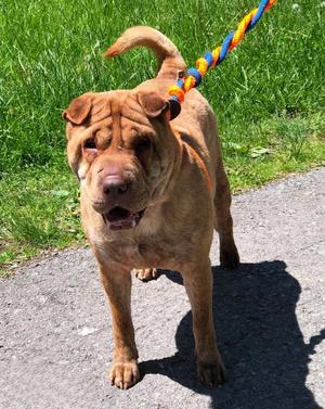 Aza, Shar Pei, adult, available for adoption