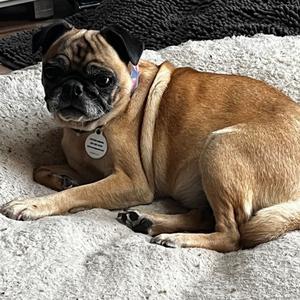 Pugly Betty, Pug, senior, available for adoption