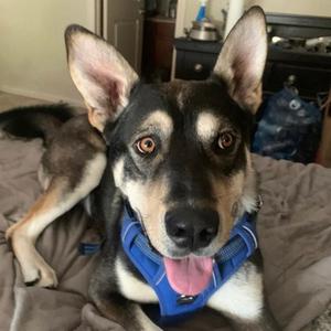 Sir Nicholas, Mixed Breed, adult, available for adoption