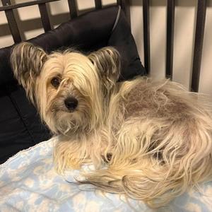 Harry Potter, Mixed Breed, young, available for adoption