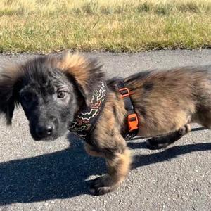 Starburst, Mixed Breed, puppy, available for adoption