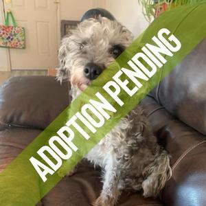 Maisie, Poodle - Miniature Mix, adult, available for adoption
