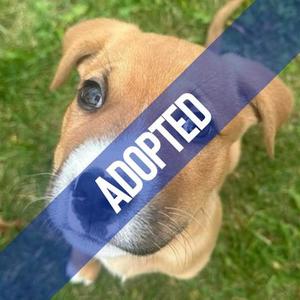 Pepe Pumpkin Patch, Mixed Breed, puppy, available for adoption