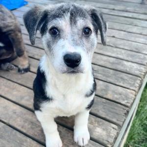 Skittles, Mixed Breed, puppy, available for adoption