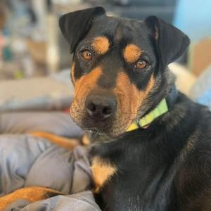 Polly Pumpkin Patch, Mixed Breed, adult, available for adoption