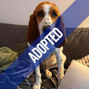 Dorothy, English Coonhound (Redtick Coonhound), senior, available for adoption