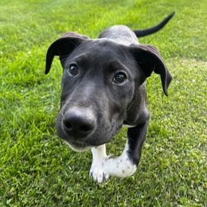 Winnie Skye, Mixed Breed, puppy, available for adoption
