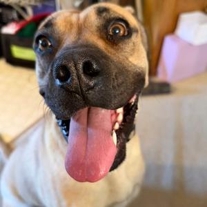 Eclair, Mixed Breed, adult, available for adoption