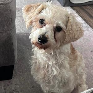 A small, fluffy dog with light-colored fur and dark eyes, sitting on a carpeted floor.
