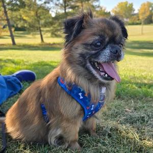 Alfredo, Pekingese Mix, senior, available for adoption