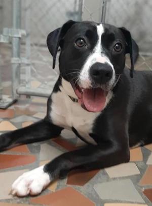 Ariel, Labrador Retriever/Mix, senior, available for adoption