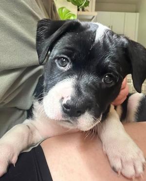 Dali, Labrador Retriever/Pit Bull Terrier, puppy, available for adoption