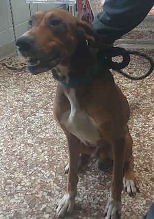 A brown dog with a white chest sitting on a gravel surface, being held by a leash.