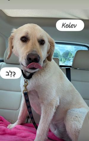 A light-colored dog with its tongue sticking out, sitting in the back seat of a car. Text overlays in Hebrew and English say 'Kelev' and 'Kelev' respectively.