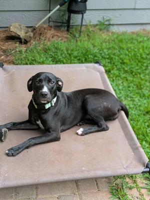 Billy Ray, Labrador Retriever/Mix, young, available for adoption
