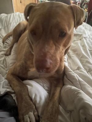 Hunny, Mastiff/Pit Bull Terrier, adult, available for adoption