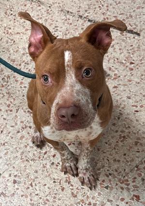 Percy, Staffordshire Bull Terrier/Mix, young, available for adoption