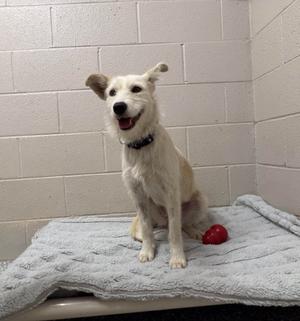 A white dog with floppy ears sitting on a gray blanket in a tiled room, with a red ball nearby.
