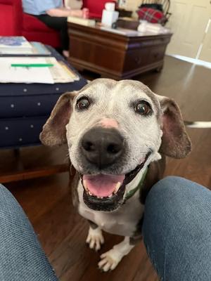 Myrtle, Hound/Mix, adult, available for adoption