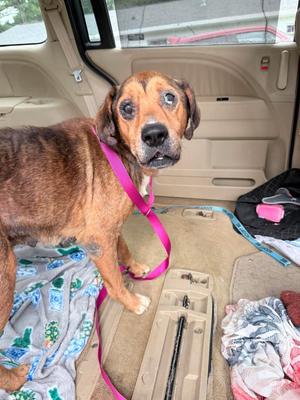 Shofar, Hound/Bloodhound, senior, available for adoption