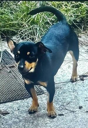 Carl, Chihuahua/Mix, young, available for adoption