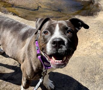 Bella, Staffordshire Bull Terrier, senior, available for adoption