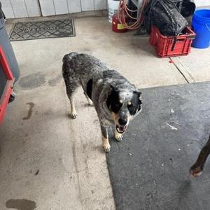 Maggie, Australian Cattle Dog / Blue Heeler, adult, available for adoption