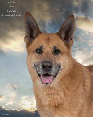 Charlie, German Shepherd Dog, adult, available for adoption