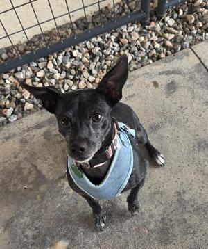 A black dog wearing a light blue harness, standing on a concrete surface with a gravel background and a metal fence.