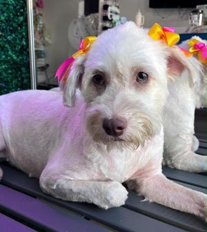 Mia, Poodle, adult, available for adoption